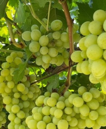 Kuresel-Uzum-Uretiminde-One-Cikan-Ulkeler-ve-Turkiye8217nin-Surprizi-featured