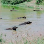 Manda-Festivali-Istanbul8217un-Kuzeyindeki-Yasami-Kutlamak-featured