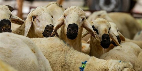 Vekaletle kurban kesim ücretleri açıklandı