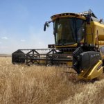 Yagislarin-Etkisiyle-Hububat-Uretiminde-Rekor-Beklentisi-featured