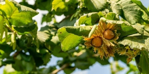 2026-2027 sezonu fındık fiyatları belli oldu
